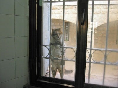 Cat in Window