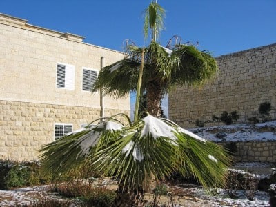 Snow on Palm Tree