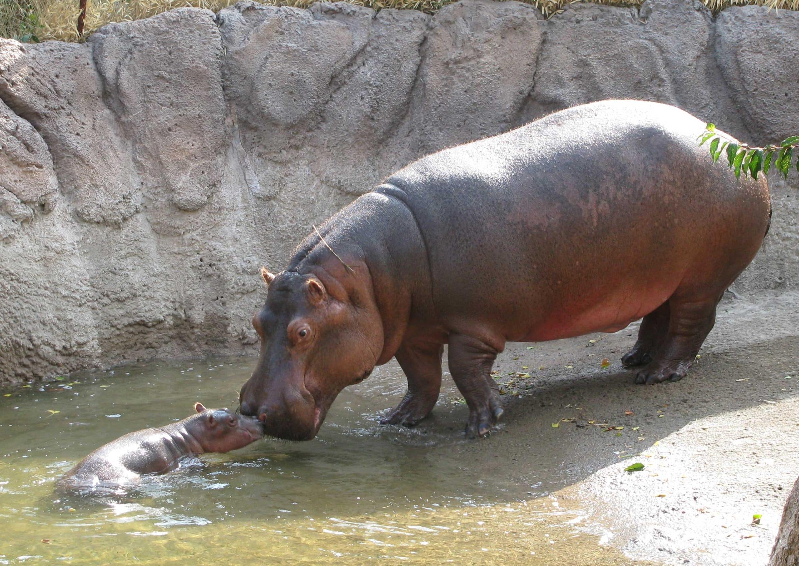 Hippo God