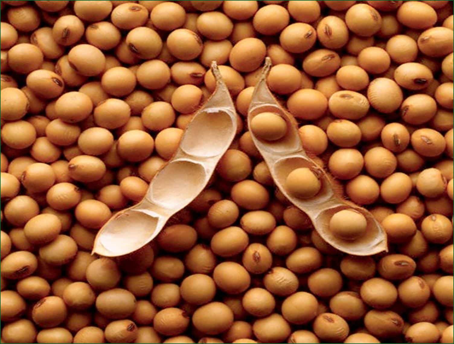 soybeans-and-meaningless-marriage-voice-in-the-wilderness